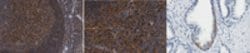 E3 ubiquitin-protein ligase UBR1 Mouse anti-Human, Rat, Clone: 6H9.1, MilliporeSigma